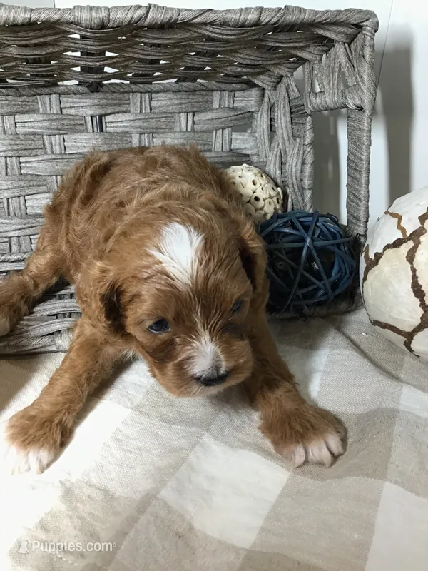 Henry Wadsworth “Longfellow” F1 – Cavapoo puppy for sale in Bloomfield, IA