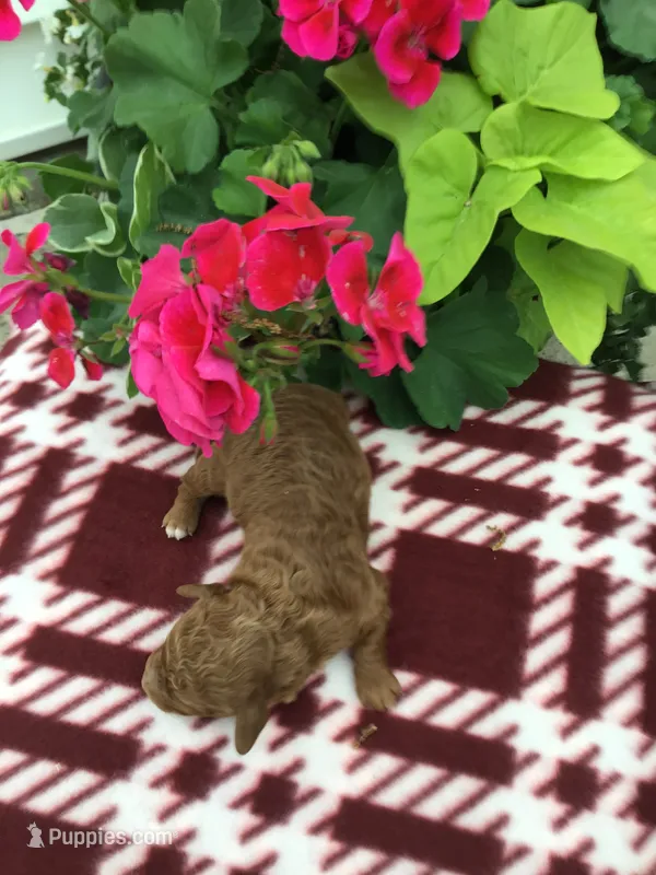Male #3 – Cavapoo puppy for sale in Bloomfield, IA