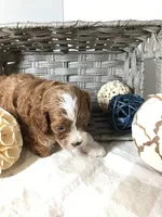 “Lucy” Montgomery F1 pending, a female Cavapoo for sale in Bloomfield, IA – 6 of 10