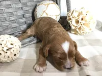 C. S. “Lewis” F1, a male Cavapoo for sale in Bloomfield, IA – 3 of 10