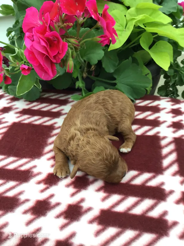 Male #2 – Cavapoo puppy for sale in Bloomfield, IA