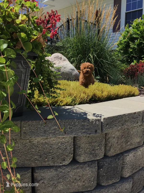 Shenandoah F1b – Cavapoo puppy for sale in Bloomfield, IA