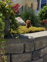 Shenandoah F1b, a male Cavapoo for sale in Bloomfield, IA – 6 of 10