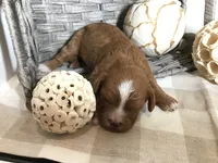 “Laura” Ingalls Wilder F1, a female Cavapoo for sale in Bloomfield, IA – 5 of 10