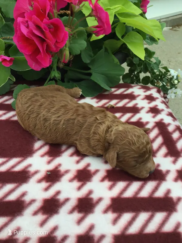 Male #3 – Cavapoo puppy for sale in Bloomfield, IA