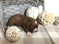 “Louisa” May Alcott F1, a female Cavapoo for sale in Bloomfield, IA – 7 of 10