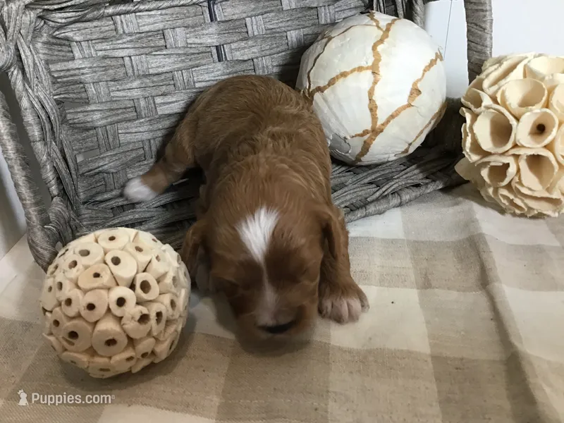 C. S. “Lewis” F1 – Cavapoo puppy for sale in Bloomfield, IA