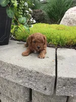 Bryce F1b, a male Cavapoo for sale in Bloomfield, IA – 6 of 10