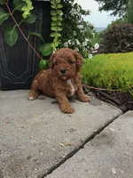 Summer 2026 litter F1, a  Cavapoo for sale in Bloomfield, IA – 3 of 6