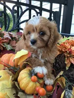 C. S. “Lewis” F1, a male Cavapoo for sale in Bloomfield, IA – 7 of 10