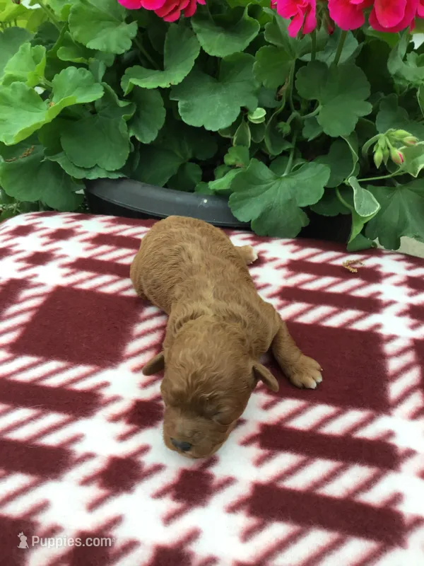 Male #2 – Cavapoo puppy for sale in Bloomfield, IA