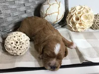 Henry Wadsworth “Longfellow” F1, a male Cavapoo for sale in Bloomfield, IA – 2 of 10