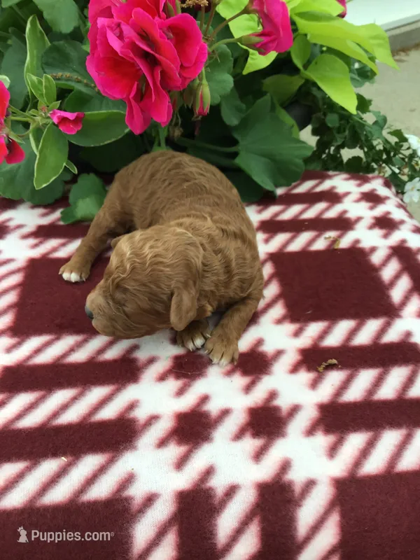 Male #3 – Cavapoo puppy for sale in Bloomfield, IA