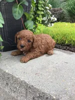 Zion F1b, a male Cavapoo for sale in Bloomfield, IA – 8 of 10