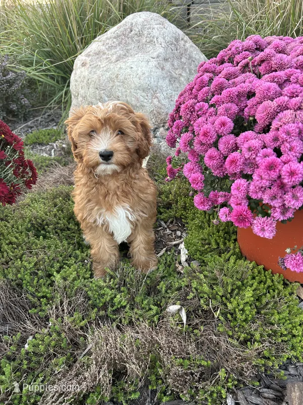 Henry Wadsworth “Longfellow” F1 – Cavapoo puppy for sale in Bloomfield, IA