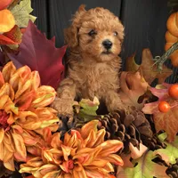 Spring 2026 F1b, a  Cavapoo for sale in Bloomfield, IA – 5 of 9
