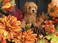 Winter 2026, a  Cavapoo for sale in Bloomfield, IA – Photo 2 of 9