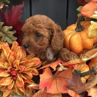 Spring 2026 F1b, a  Cavapoo for sale in Bloomfield, IA – 4 of 9
