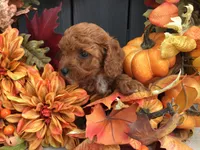 Winter 2026, a  Cavapoo for sale in Bloomfield, IA – Photo 5 of 9