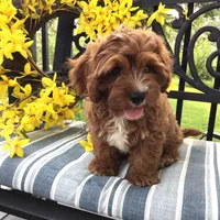 Spring 2026 F1b, a  Cavapoo for sale in Bloomfield, IA – 6 of 9