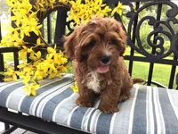 Winter 2026, a  Cavapoo for sale in Bloomfield, IA – Photo 6 of 9