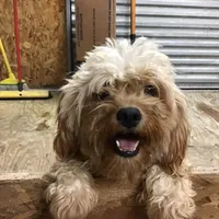 Spring 2026 F1b, a  Cavapoo for sale in Bloomfield, IA – 8 of 9