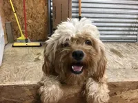 Winter 2026, a  Cavapoo for sale in Bloomfield, IA – Photo 8 of 9