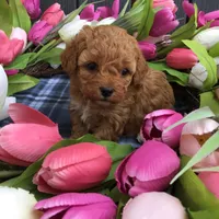 Spring 2026 F1b, a  Cavapoo for sale in Bloomfield, IA – 2 of 9