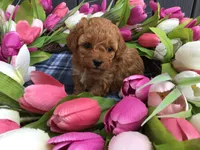 Winter 2026, a  Cavapoo for sale in Bloomfield, IA – Photo 1 of 9