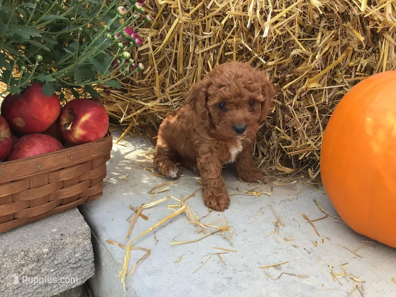Spring 2026 F1b – Cavapoo puppy on hold in Bloomfield, IA