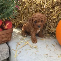 Spring 2026 F1b, a  Cavapoo for sale in Bloomfield, IA – 1 of 9