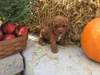 Winter 2026, a  Cavapoo for sale in Bloomfield, IA – Photo 4 of 9
