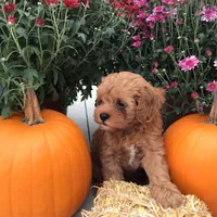 Spring 2026 F1b, a  Cavapoo for sale in Bloomfield, IA – 7 of 9