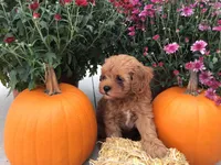 Winter 2026, a  Cavapoo for sale in Bloomfield, IA – Photo 7 of 9