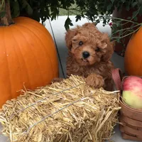 Spring 2026 F1b, a  Cavapoo for sale in Bloomfield, IA – 3 of 9