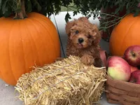 Winter 2026, a  Cavapoo for sale in Bloomfield, IA – Photo 3 of 9