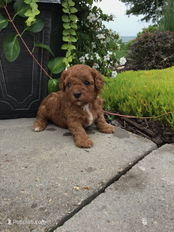 Summer 2026 litter F1 – Cavapoo puppy for sale in Bloomfield, IA