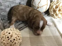 “Lucy” Montgomery F1, a female Cavapoo for sale in Bloomfield, IA – 5 of 10