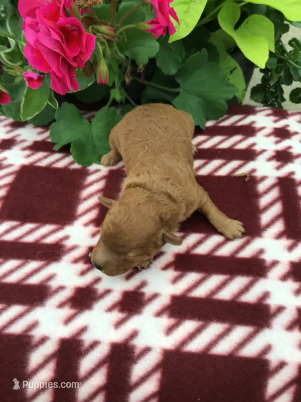 Female #2 – Cavapoo puppy for sale in Bloomfield, IA