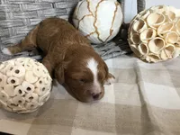“Laura” Ingalls Wilder F1, a female Cavapoo for sale in Bloomfield, IA – 9 of 10