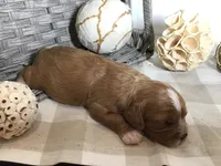 Henry Wadsworth “Longfellow” F1, a male Cavapoo for sale in Bloomfield, IA – 10 of 10
