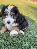 Skye, a female Miniature Bernedoodle for sale in Bloomfield, IA – 4 of 5