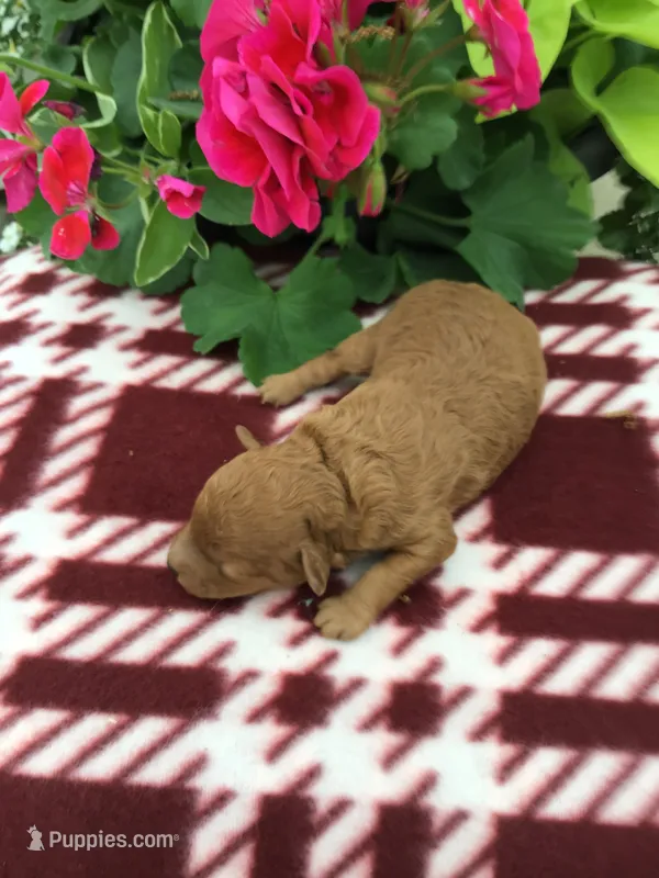 Female #2 – Cavapoo puppy for sale in Bloomfield, IA