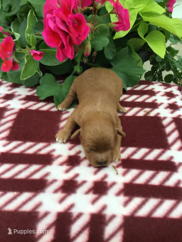 Female #1 – Cavapoo puppy for sale in Bloomfield, IA