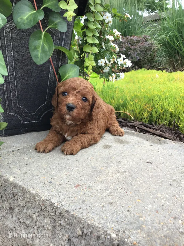 Summer 2026 litter F1 – Cavapoo puppy for sale in Bloomfield, IA