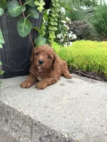 Summer 2026 litter F1, a  Cavapoo for sale in Bloomfield, IA – 2 of 6