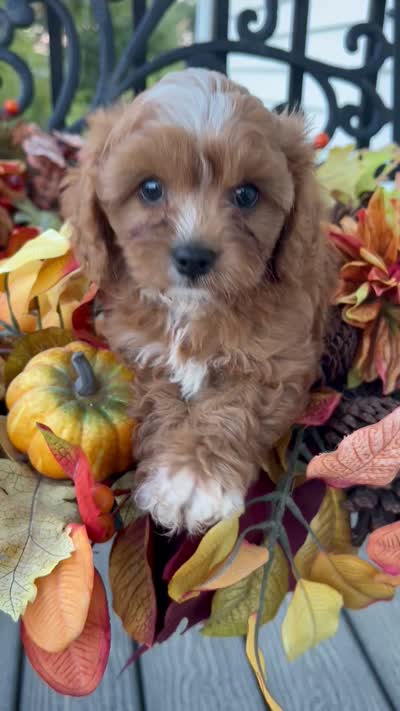 C. S. “Lewis” F1, a male Cavapoo for sale in Bloomfield, IA – 9 of 10