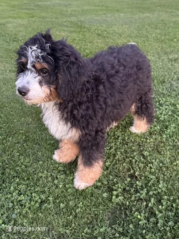 Ranger – Miniature Bernedoodle puppy for sale in Bloomfield, IA