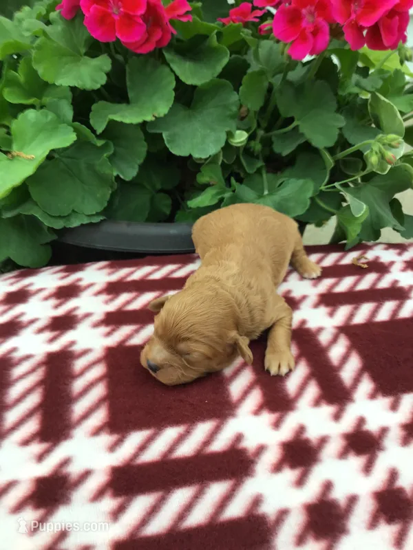 Male 1 – Cavapoo puppy for sale in Bloomfield, IA