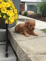 Shenandoah F1b, a male Cavapoo for sale in Bloomfield, IA – 2 of 10